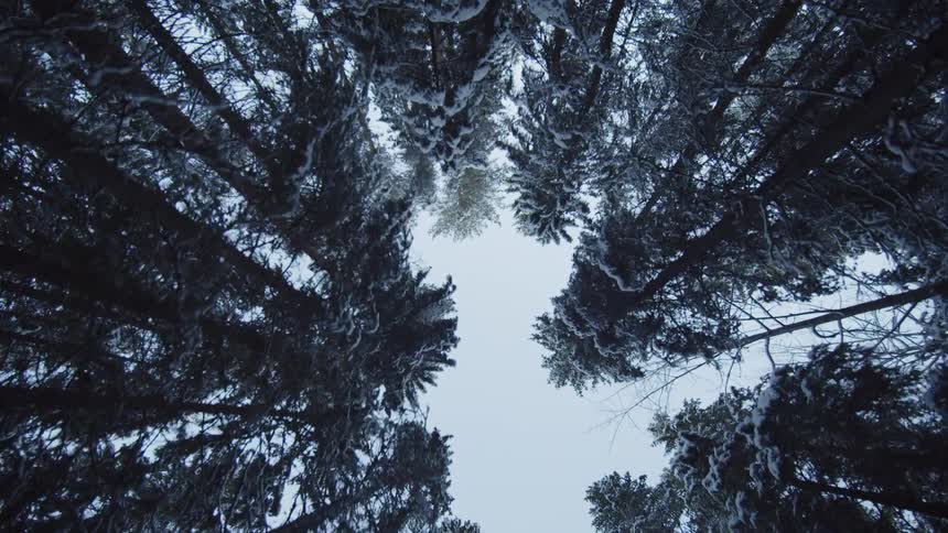 A forest filled with tall trees in winter with snow covering some of the leaves at sunrise