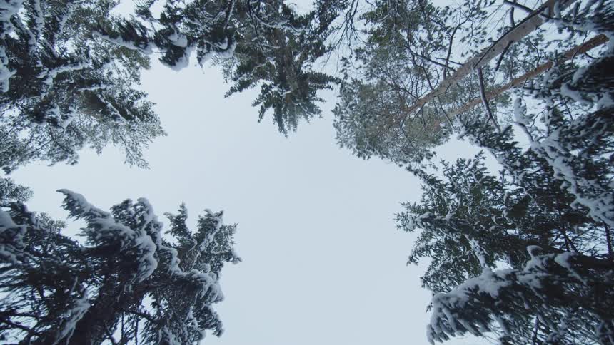View looking up at tall snow covered trees in the forest under a cloudy sky