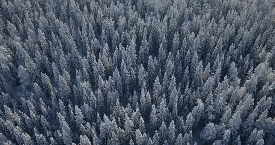Aerial view of snow and ice covered trees in the forest