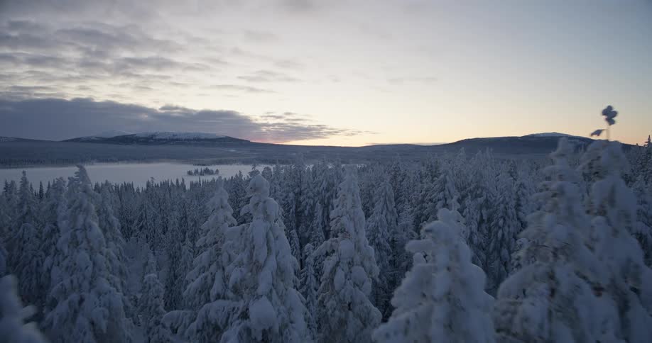 An aerial view of a forest covered in snow