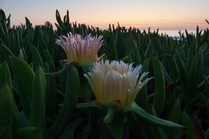 White flowers among green leaves by the sea under an evening sky