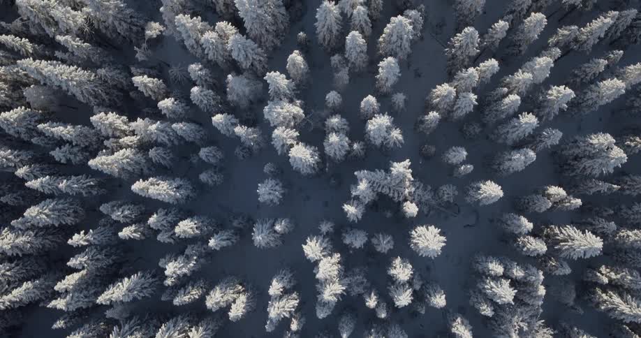 A view from directly above looking down at a vast forest of evergreen trees covered in white snow with shadows stretching across the frozen ground during a bright winter day