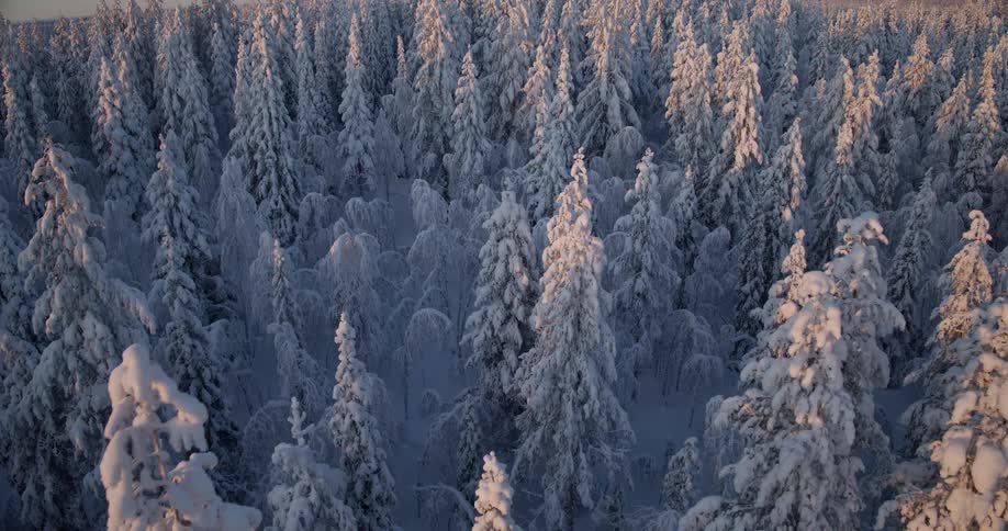 An aerial view of snow covered trees