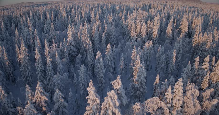 Vast snowcovered forest illuminated by soft light with hills in the background