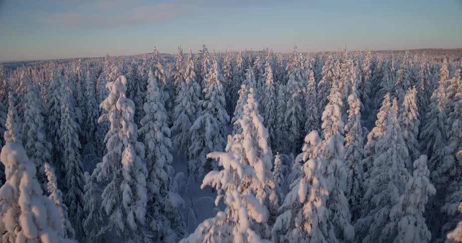 Tall trees covered with snow forming a dense forest under soft light