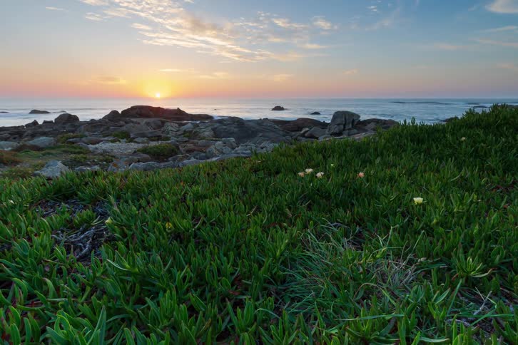 Yellow flowers and green succulents cover a foreground hill that overlooks a rocky coastline where the sun dips below the ocean horizon under a fading orange sky as evening light casts soft shadows across the landscape and the calm water