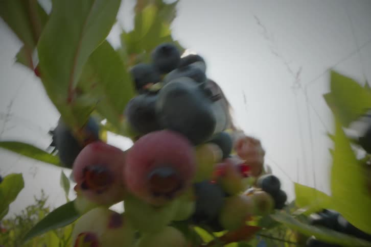 A close view shows a person picking ripe blueberries from a green bush while the bright sun shines through the leaves in a field