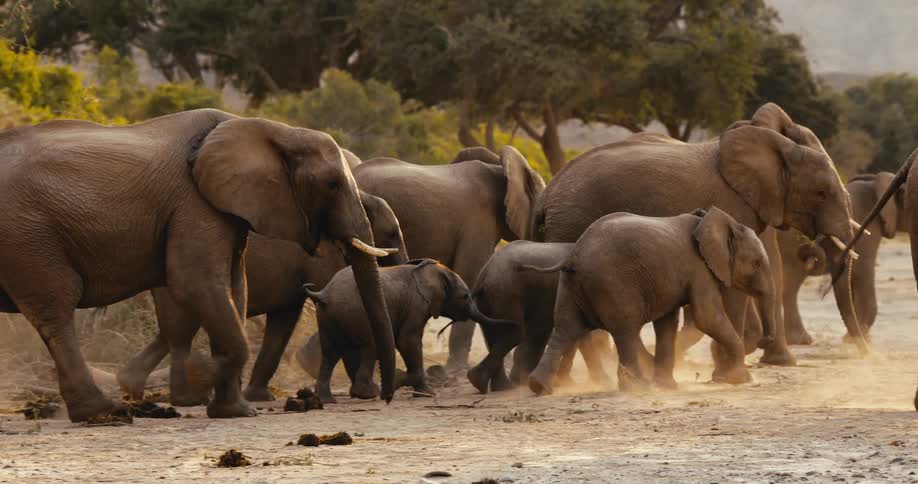 The herd of desert-adapted elephants walk by