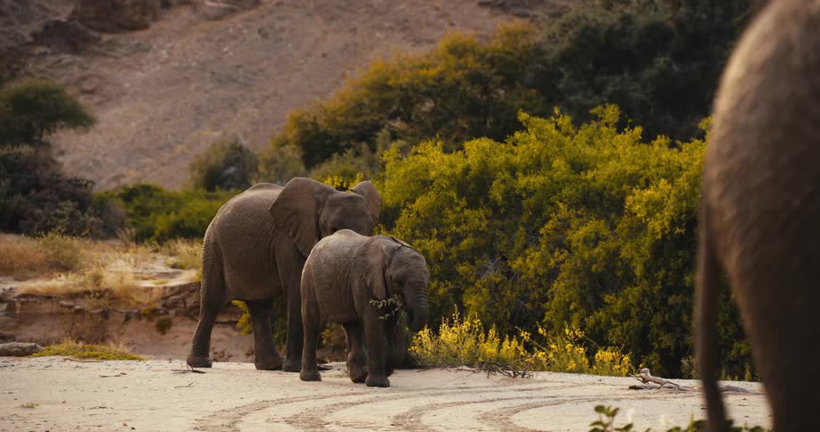Two african elephants an adult and a smaller calf walk across a sandy desert riverbed toward the right while the young one carries foliage in its trunk against a backdrop of rocky hills and green shrubbery under soft natural lighting