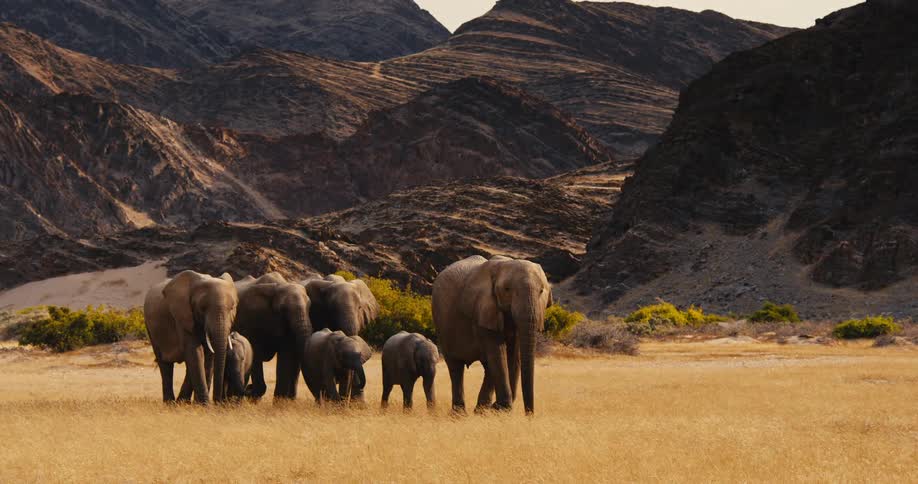 A herd of desert-adapted elephants is walking across a grassy field in the mountains