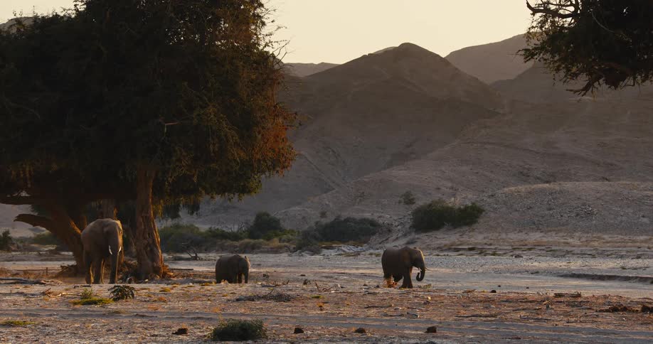 Family of desert-adapted elephants walk under a trees as birds fly near mountains