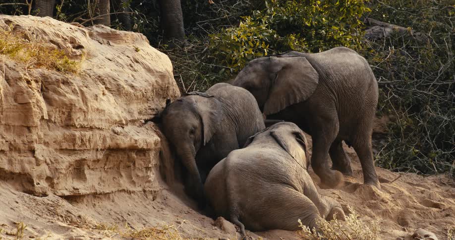 Three elephants stay together beside a rocky formation