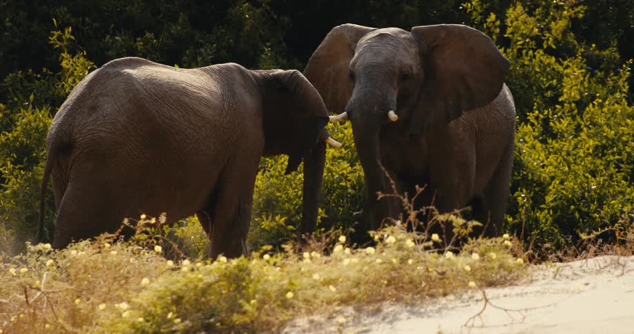 Elephants touch trunks in a vegetated area