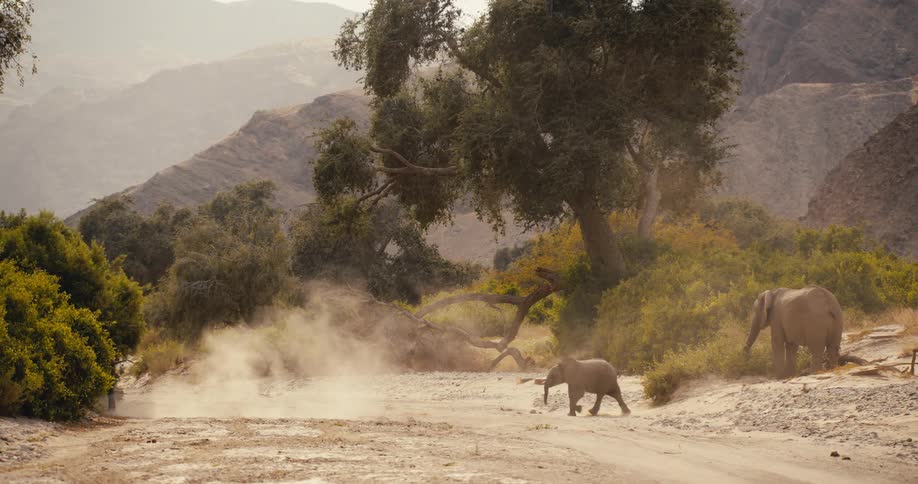 Elephants walk across the ground near the foggy mountains kicking up dust