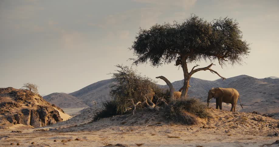 A desert-adapted elephant stands beside a lone tree on a sandy rise with dry hills stretching across the background