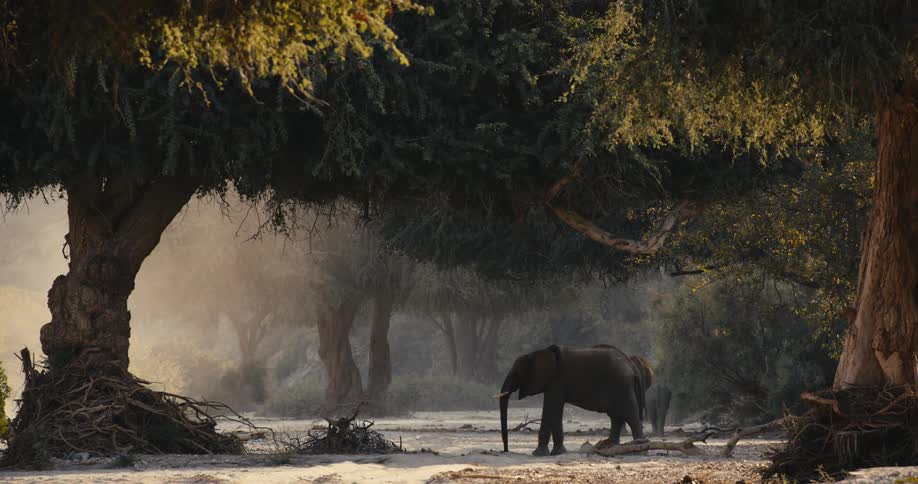 Elephant walks under trees in the jungle as sunlight shines on mist moving in the wind