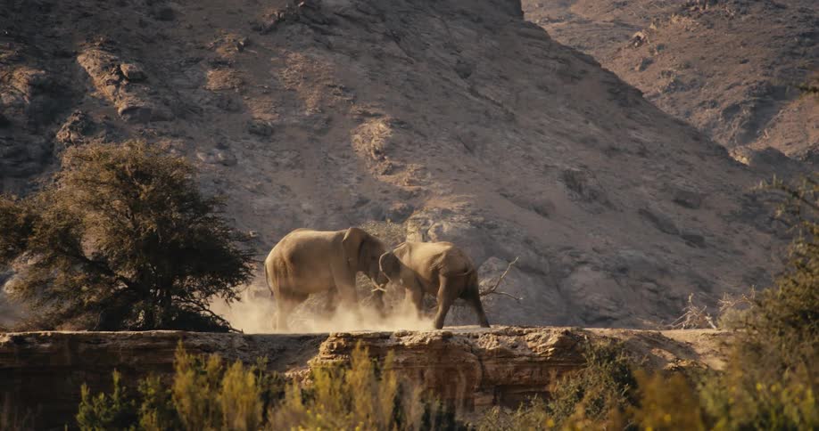 Two desert-adapted elephants are walking backwards while locked in a confrontation