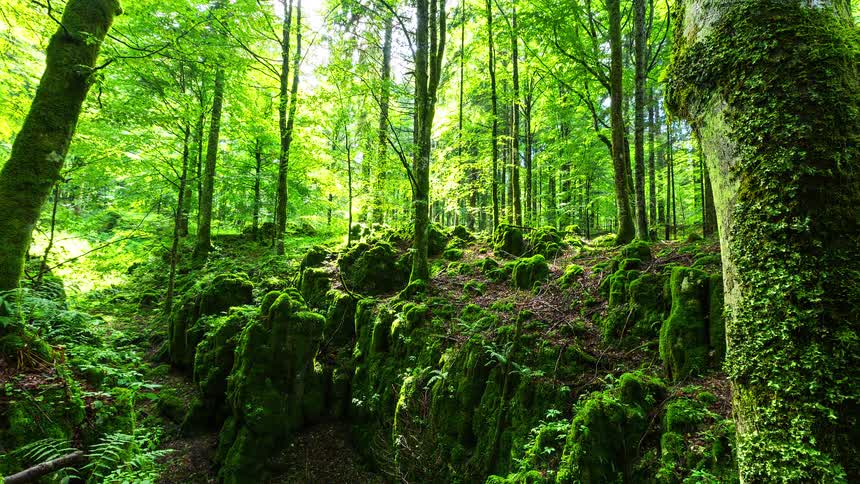 Mossy rock formations in a deciduous forest on a sunny summer day