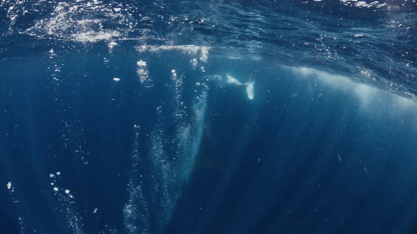 Bright sunbeams pierce through deep blue water as bubbles rise toward a distant whale swimming near the surface