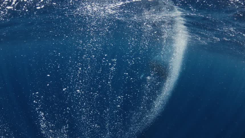 A large whale slowly swims just beneath the ocean surface