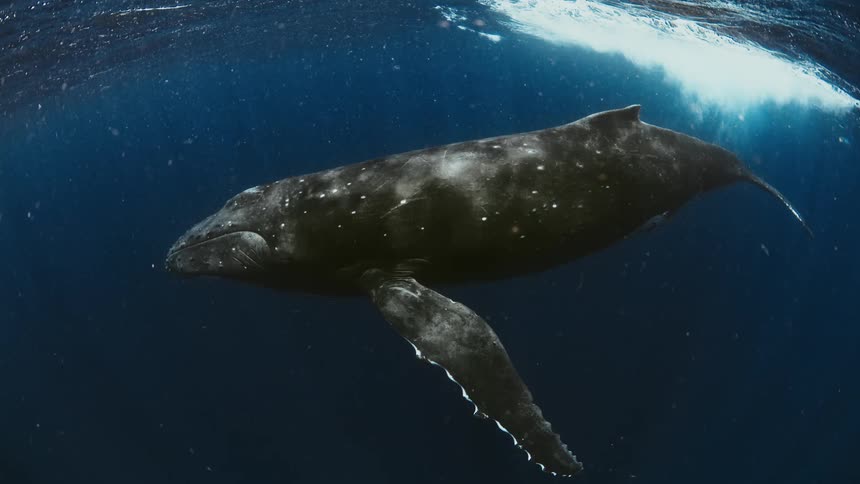 A humpback whale swims through deep blue water just beneath the ocean surface where white foam and sunlight filter through the waves while small particles and air bubbles float