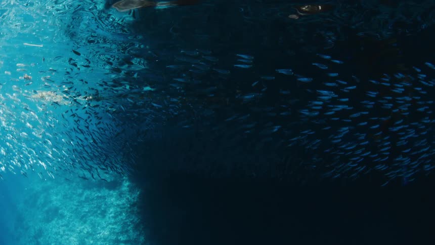 A massive school of small silver fish swims in unison through deep blue water