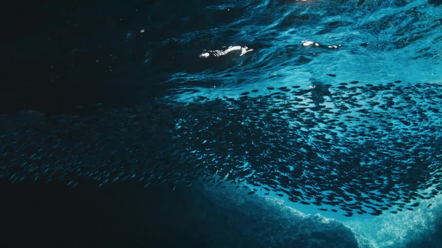 A large school of fish swims together in deep blue ocean water below the sunlight refracting through the surface
