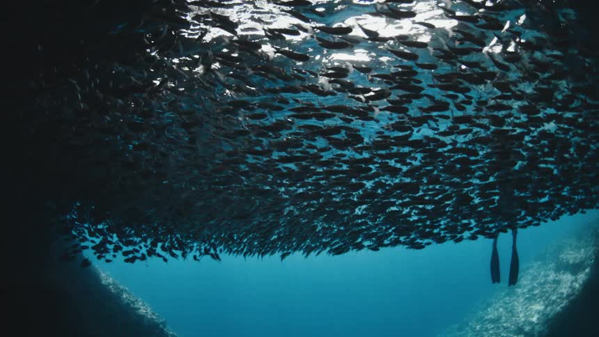 A person diving in the ocean with a school of fish