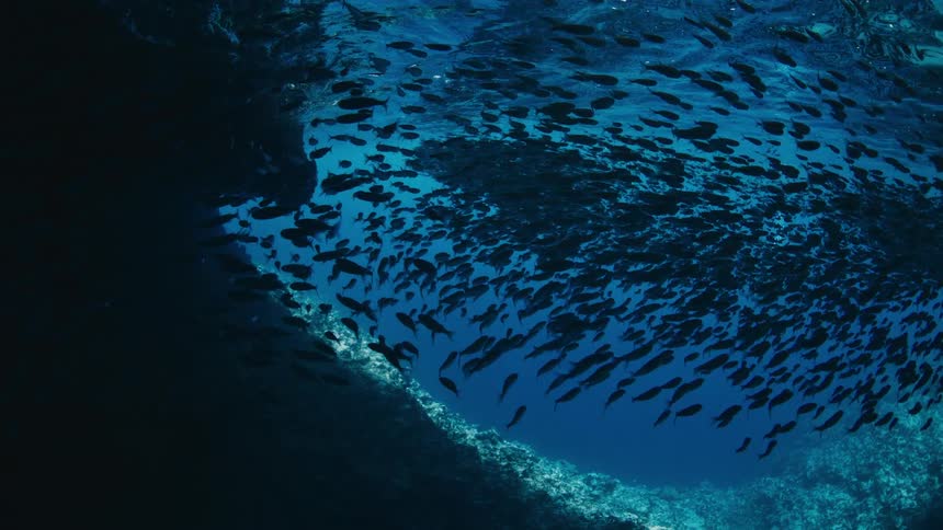 School of fish forming a flowing group near a submerged rocky formation with a diver in the background