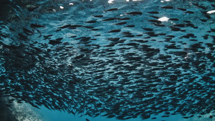 A massive school of fish swirling above a diver in a dark underwater cavern