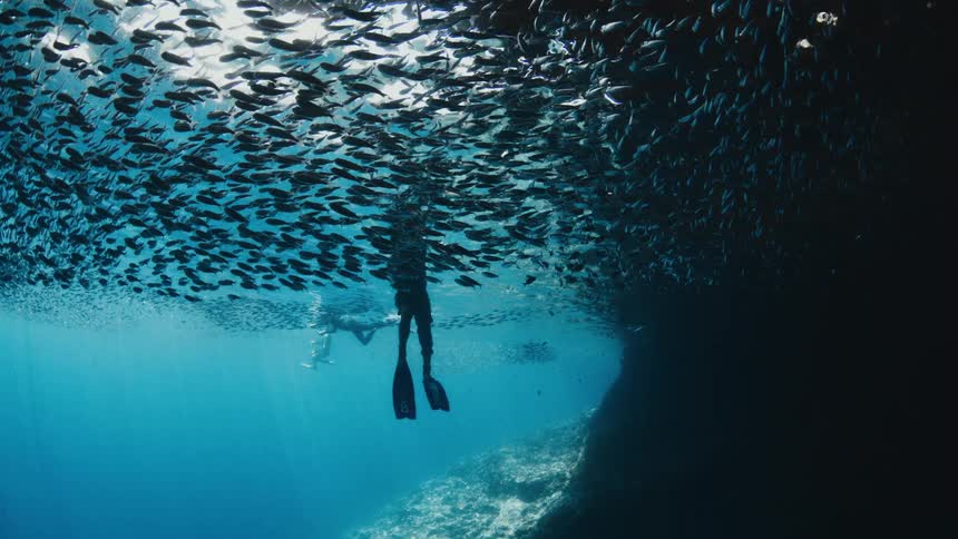 Silhouettes of free divers swimming beneath a massive dense school of fish in clear blue water
