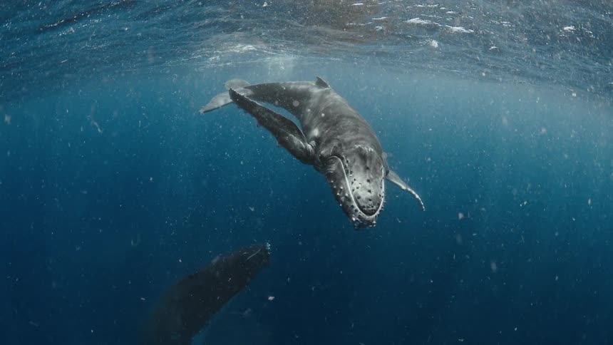 Whale swimming near the ocean surface with another whale in the background