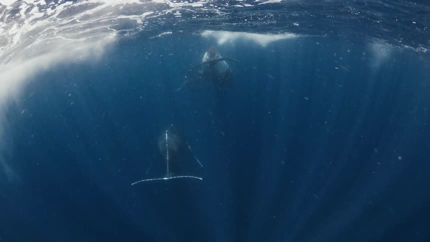 Two whales swim below the ocean surface on a sunny day