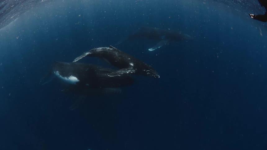 Adult whale swimming with a calf on its back and another whale in the background