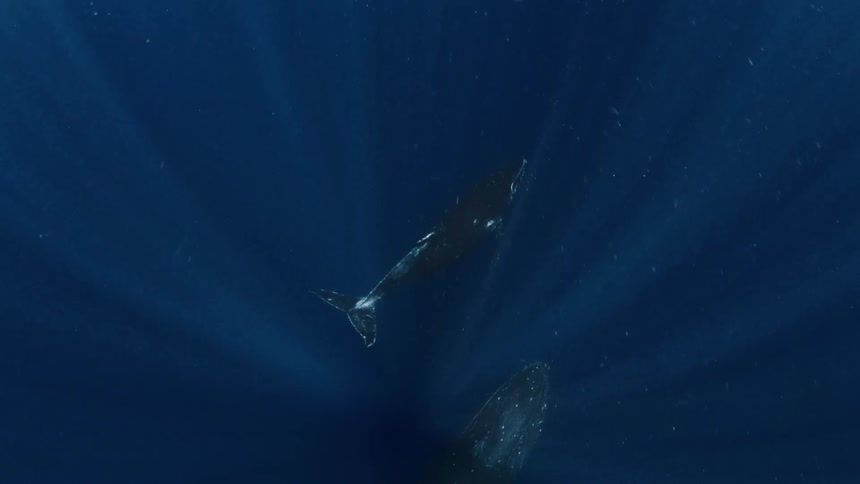 Two whales swimming in deep water with light rays passing through the ocean
