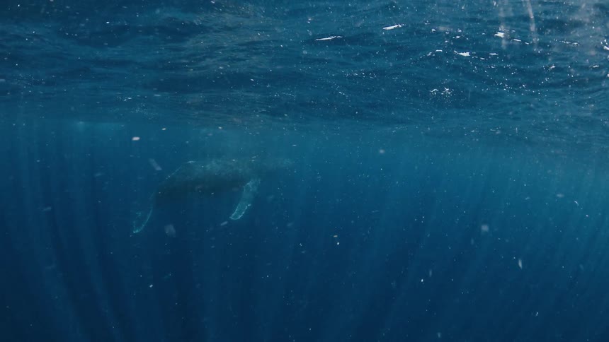 Whale moves underwater as sunlight shines on the surface