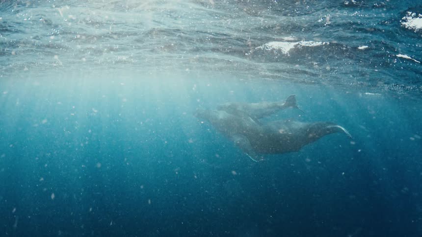 Whale swimming just below the ocean surface with sunlight passing through the water