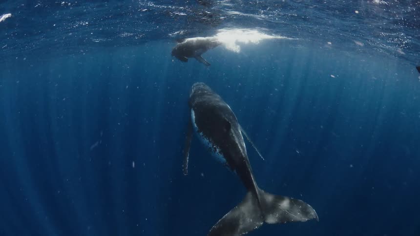 A mother humpback whale and her calf swim slowly near the surface of the deep blue ocean