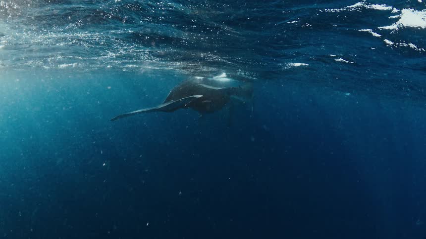 A whale swimming in the ocean near the surface