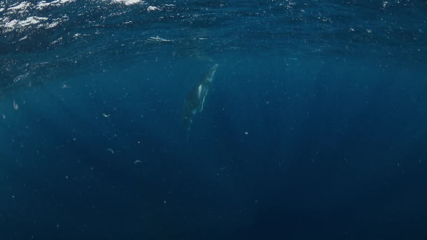 Whale swimming at depth below the ocean surface