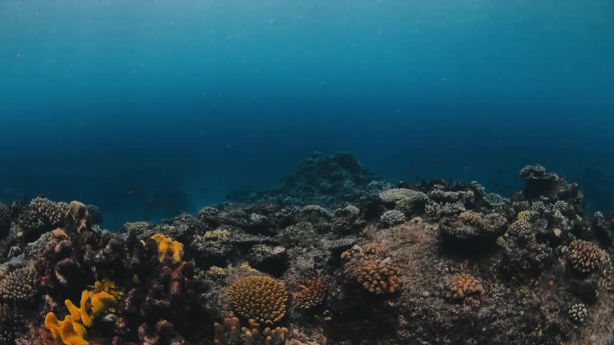 Fish swim around a coral reef and vegetation on the seabed