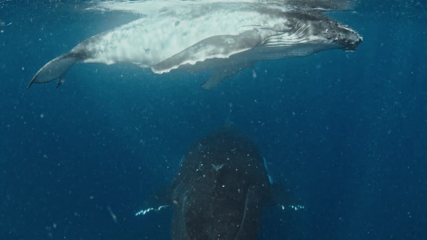 Two whales float one under the other near the surface during the daytime