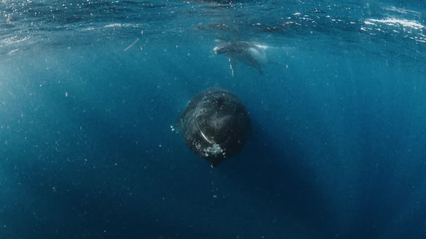 Whale swimming toward the camera with another whale near the surface in the background