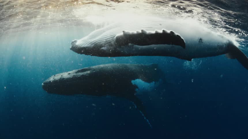 Two whales float and swim slowly near the surface of the ocean with sunlight peaking through the surface