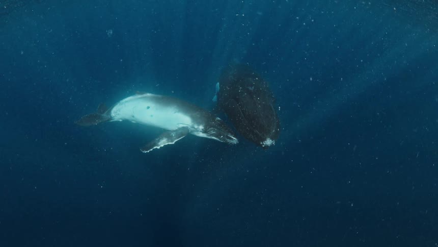 Two whales swim very slowing underwater with small bubbles floating around them