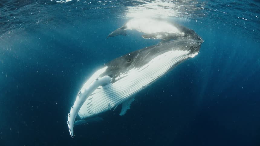 Two whales float underwater near the surface during the daytime
