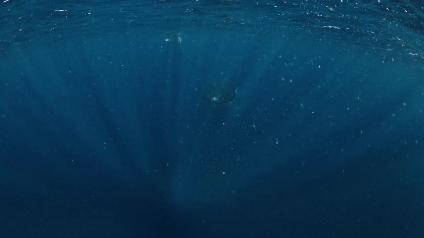 A humpback whale swims slowly through deep blue ocean water