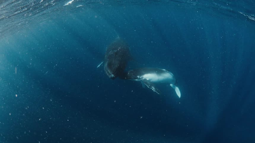 Two large whales slowly swim beneath the ocean surface