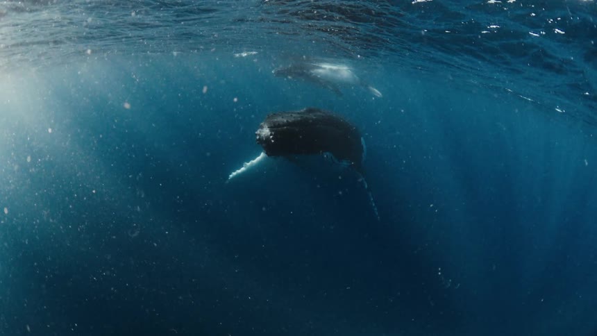 A whale swimming in the ocean