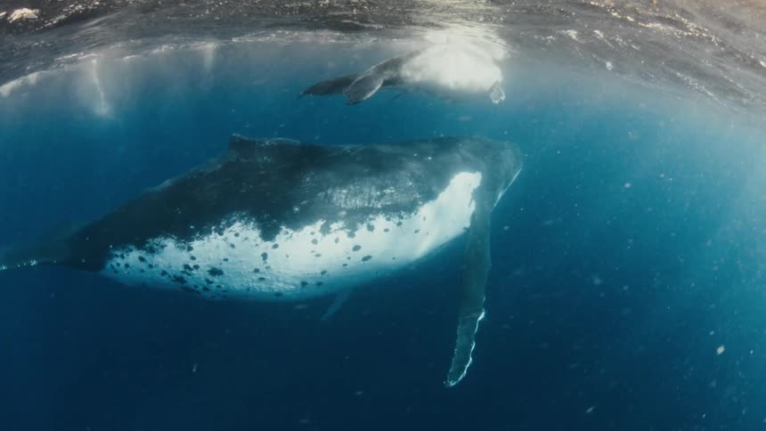 Whale swimming just below a wave at the ocean surface